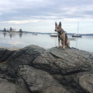 Meet your Posher, Violet